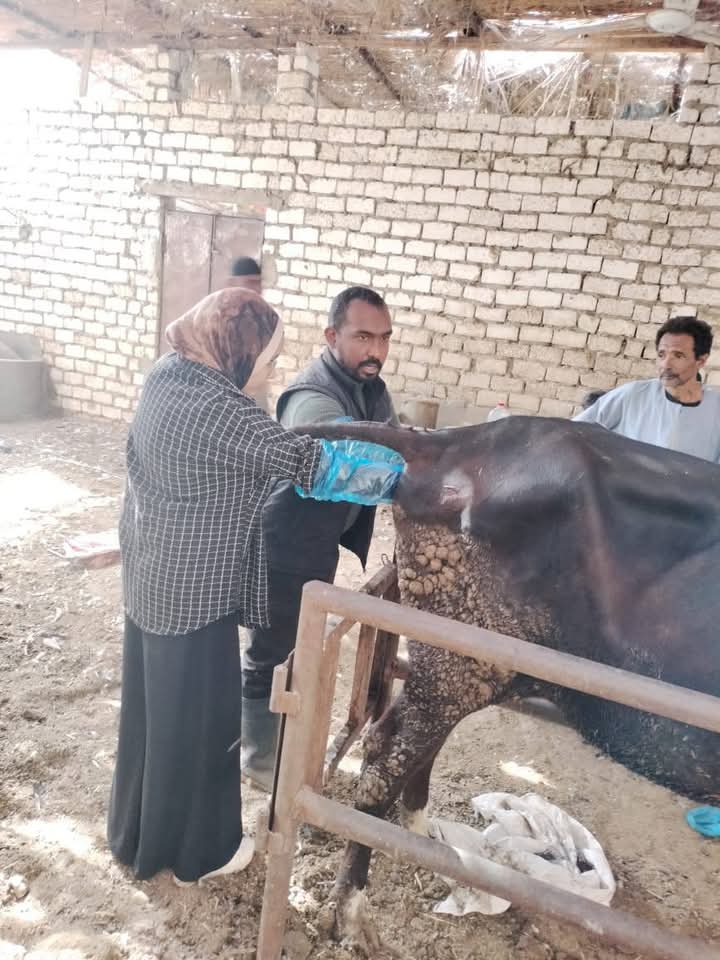 قافلة تناسلية بمنطقة النجارة  بكوم امبو